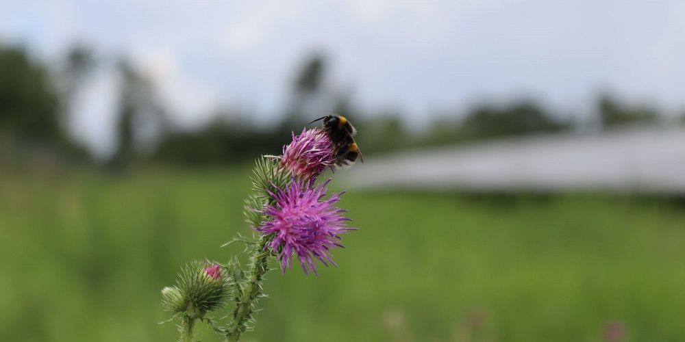 Agrariër verliest rechtszaak over ingetrokken vergunning zonnepark