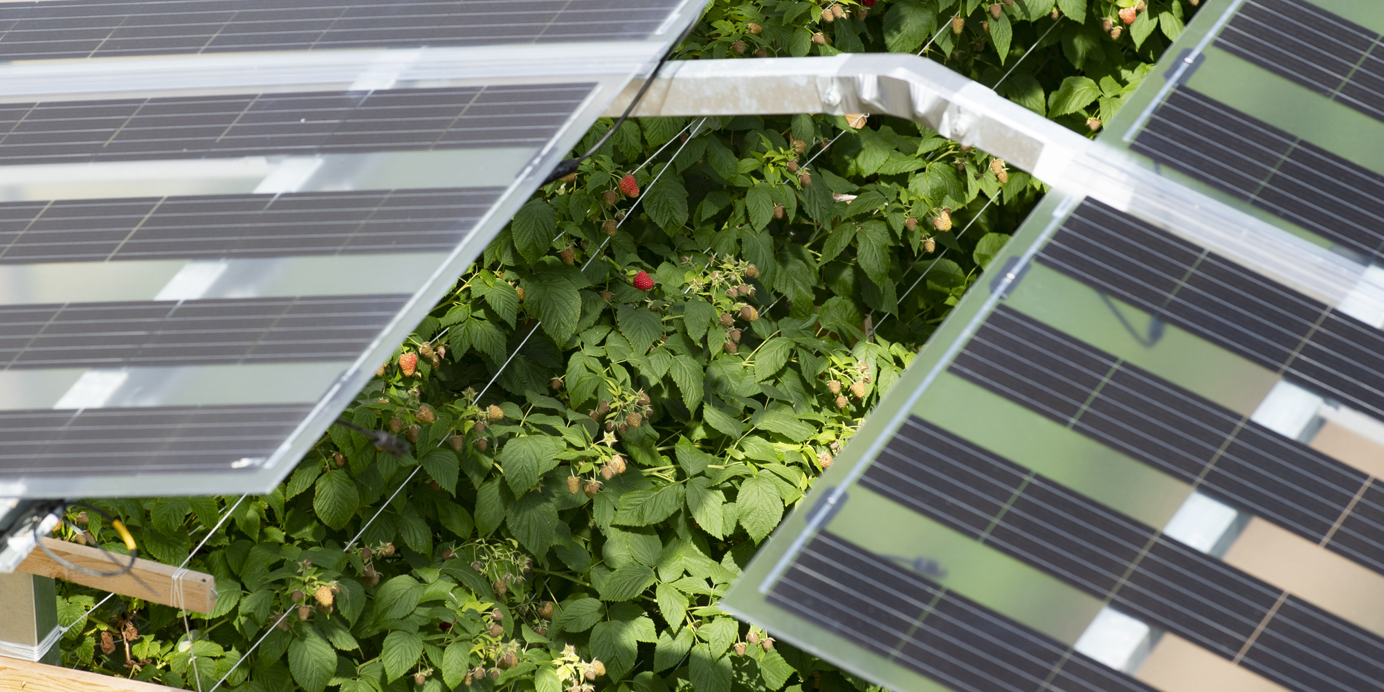 Duidelijkheid en pragmatisme nodig om mogelijkheden agri-pv beter te benutten