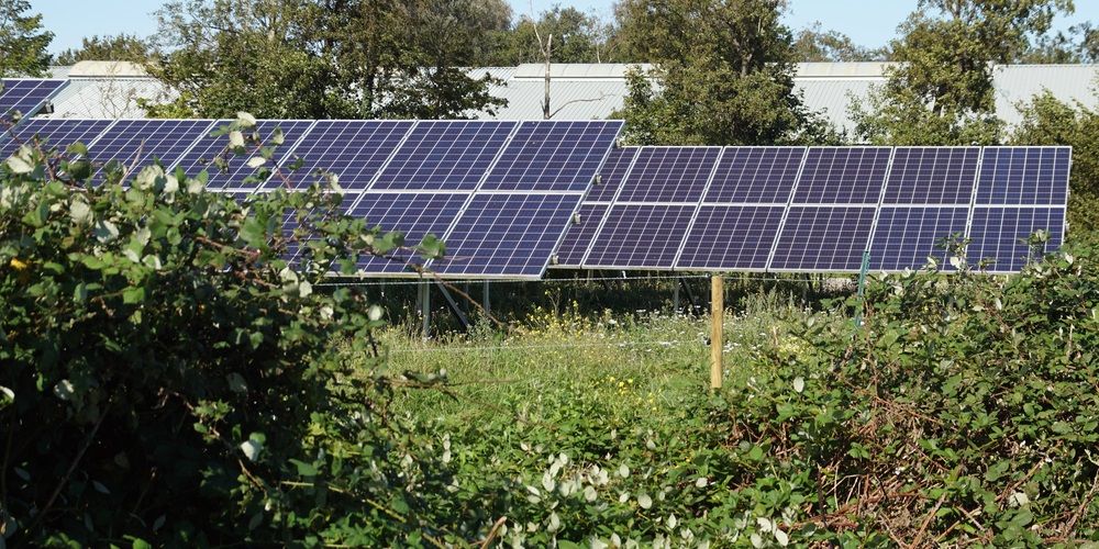 Een energieboswachter om de biodiversiteit van zonneparken te bevorderen