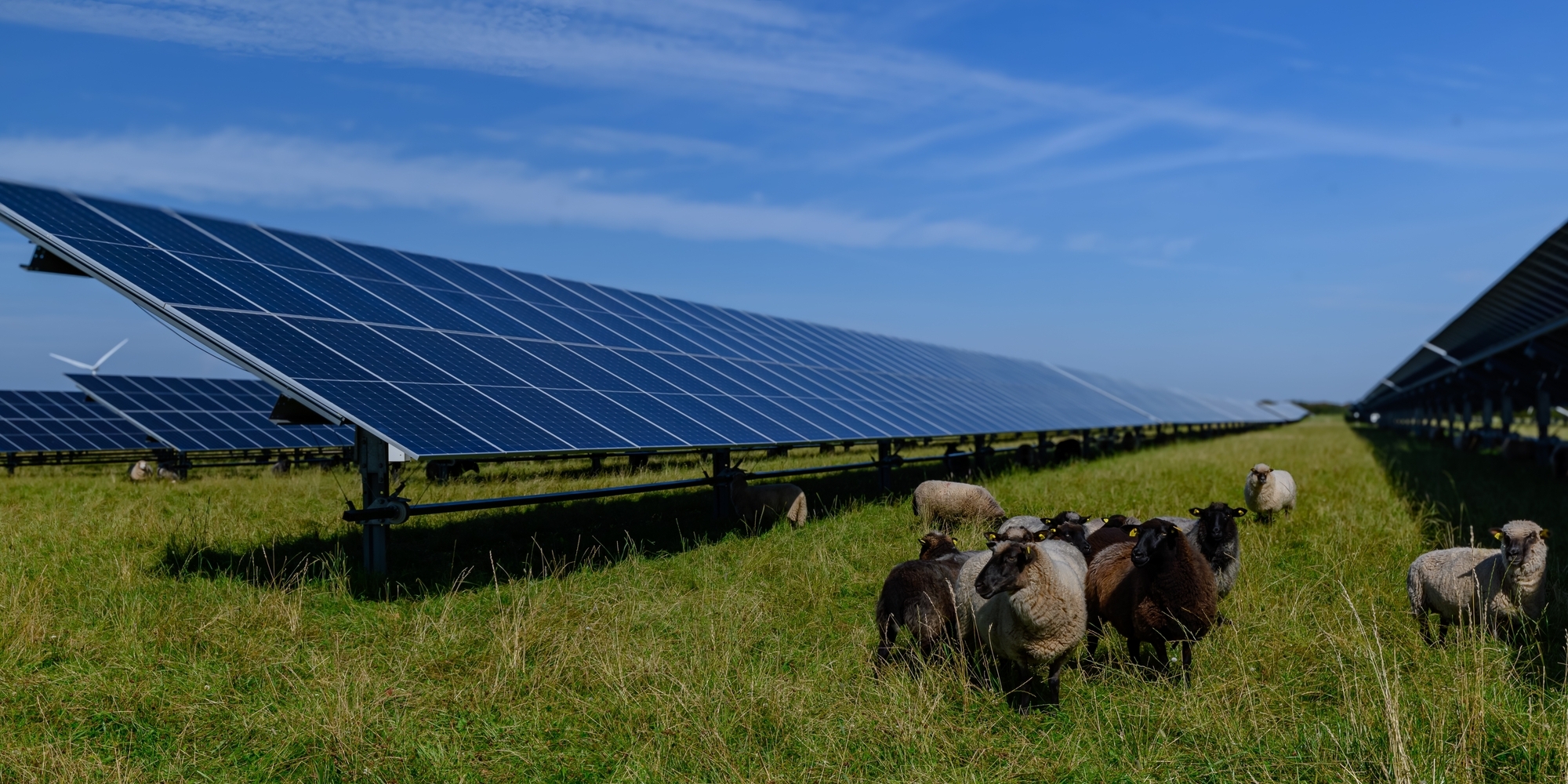 Het zonnepark van de toekomst is groener, slimmer en gecombineerd met landbouw