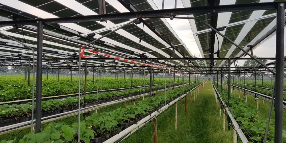 Sunbiose wil niet zomaar dubbel ruimtegebruik, er moet synergie ontstaan tussen teelt en opwek