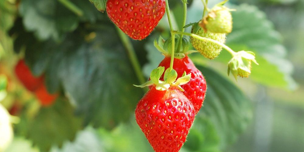 Resultaten pilot fruitteelt panelen veelbelovend