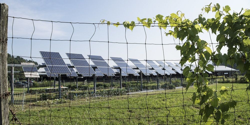 Zonnepanelen presenteren beter wanneer ze worden gecombineerd met gewassen