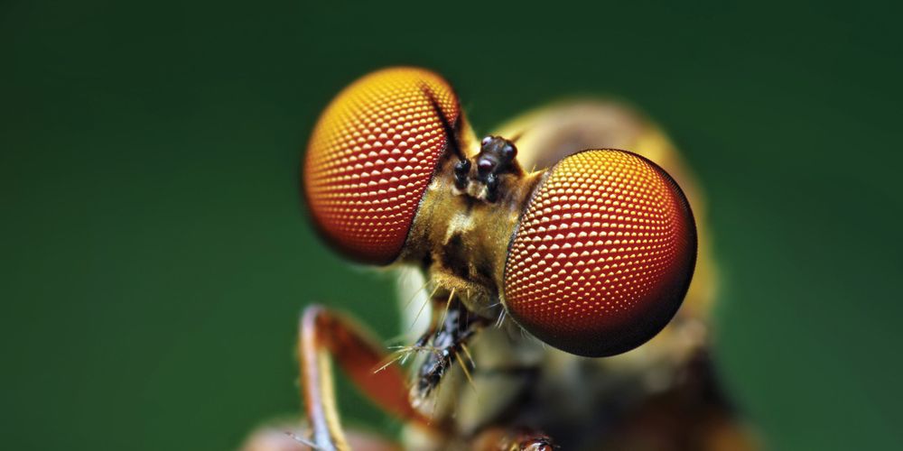 Insectenogen, plantgroei en vlindervleugels: wat kan de PV-sector van de natuur leren?