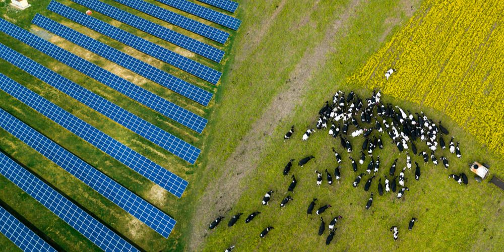 TNO start met SolarMilk een onderzoek naar opwek op grasproductieland