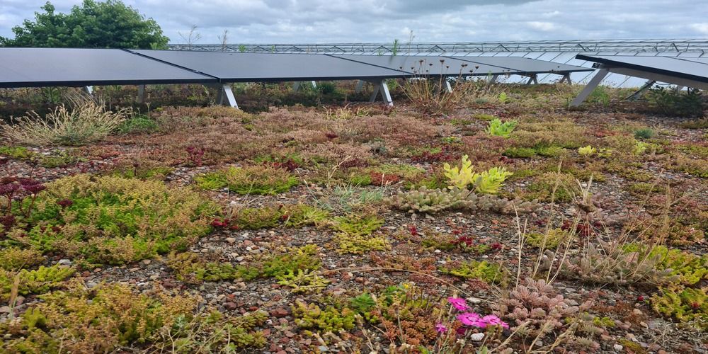 Solar en Sedum, hoog rendement en een koel dak