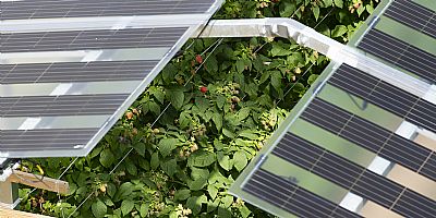 Duidelijkheid en pragmatisme nodig om mogelijkheden agri-pv beter te benutten