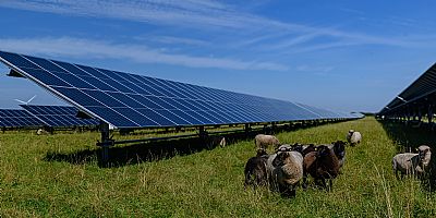 Het zonnepark van de toekomst is groener, slimmer en gecombineerd met landbouw